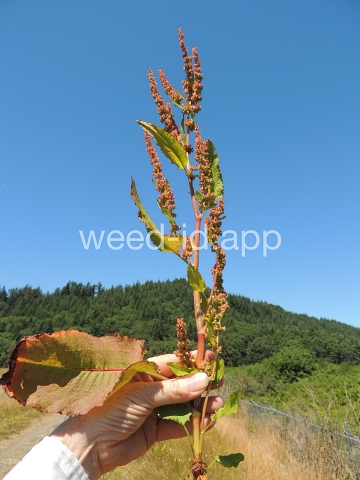 dock, broadleaf